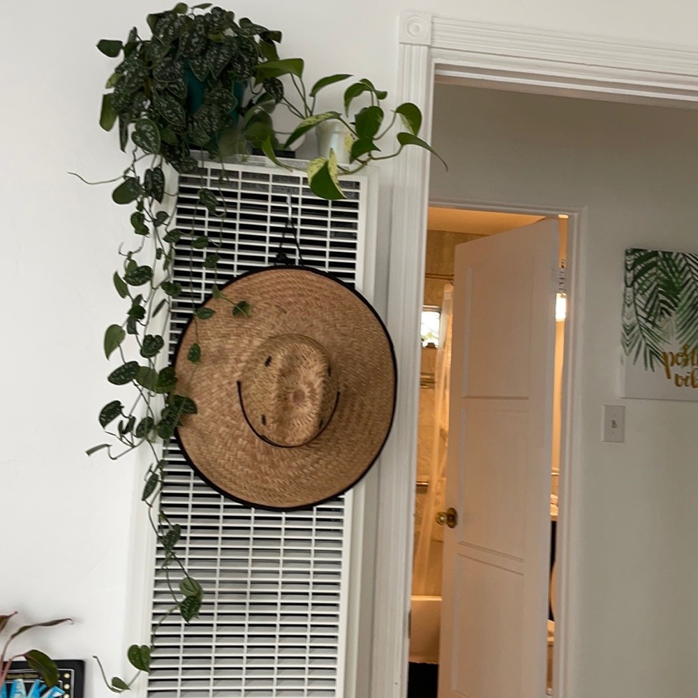 LIVE Silver Satin Pothos Plant - Picture 6 of 8